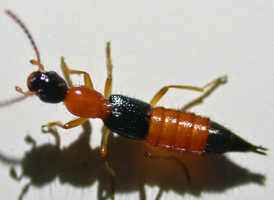 Paederus littorarius Paederus littorarius